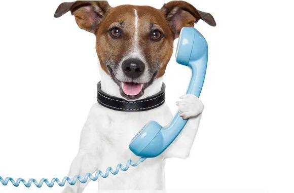 Phone Banking for the&nbsp;Win!