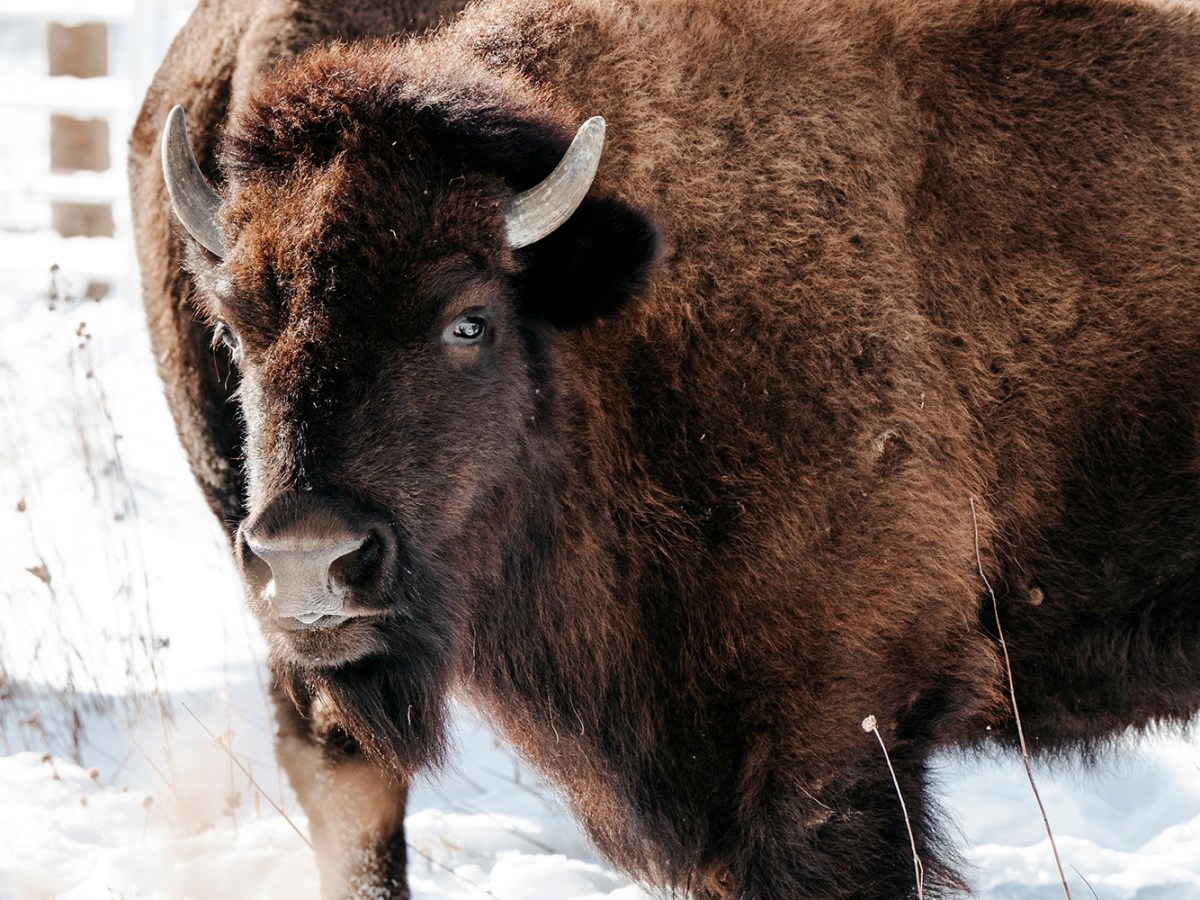 Bison Are Back in Kane&nbsp;County!